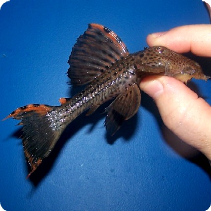 L091 Three Beacon Pleco - 3-4 inch
